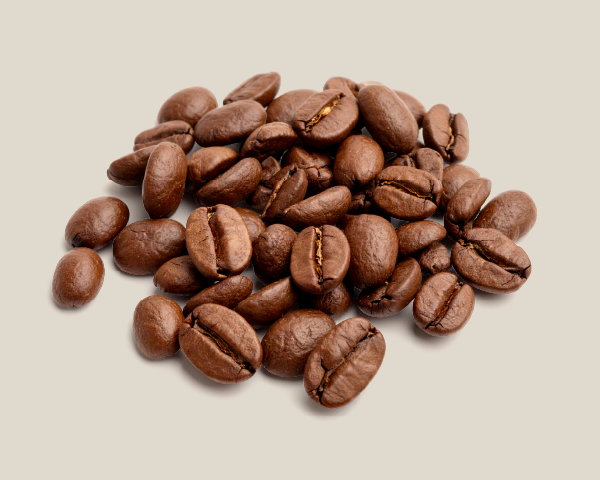 アラビカコーヒーノキ種子